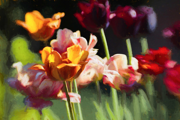 Tulip Field von Helen White