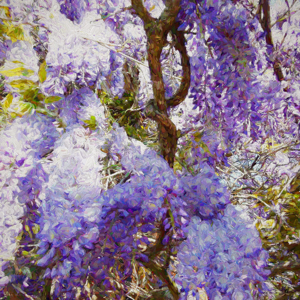 Wisteria von Helen White