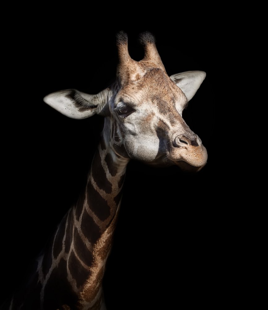 Giraffe in low key von Helena GARCIA HUERTAS