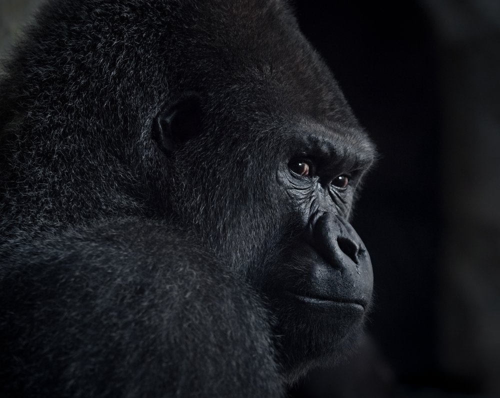 gorilla gaze von Helena GARCIA HUERTAS