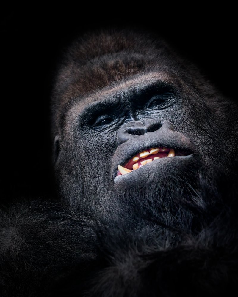 Gorilla face seen from above von Helena GARCIA HUERTAS