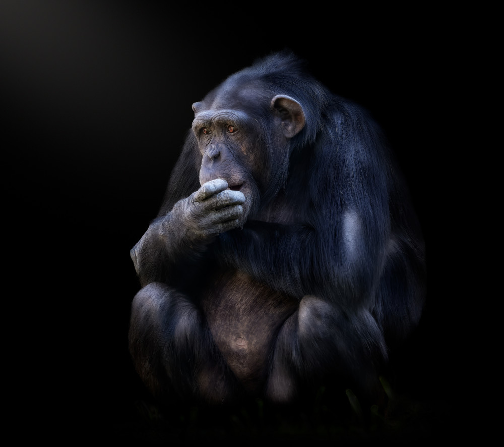 chimpanzee von Helena GARCIA HUERTAS