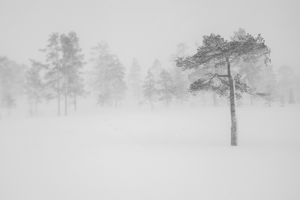 Tree in snowstorm von Helena Normark