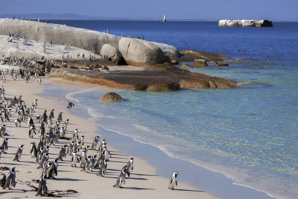 Penguins Life at Boulders Beach von Helga Williams