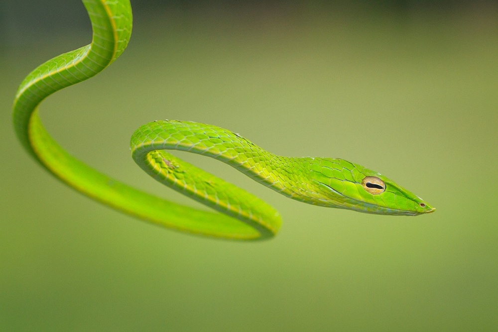 Ready to prey von Hendy Mp