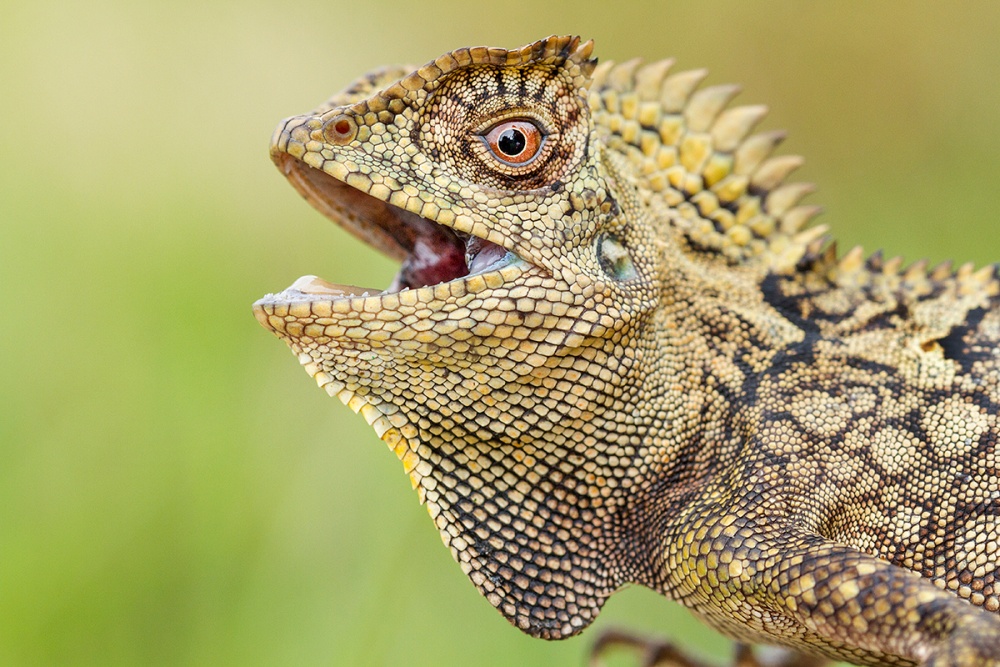 Dragon forest lizard von Hendy Mp