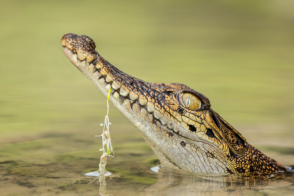 failed to catch prey von Hendy Mp