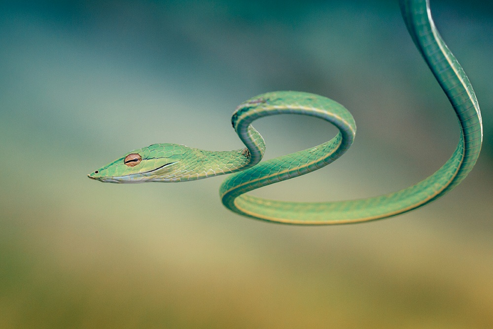 green vine snake von Hendy Mp