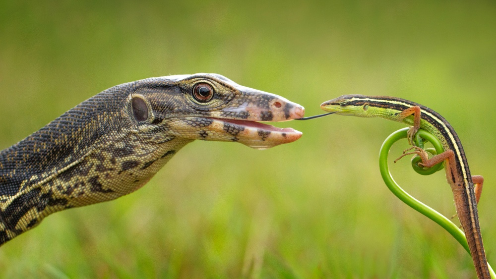 licking von Hendy Mp