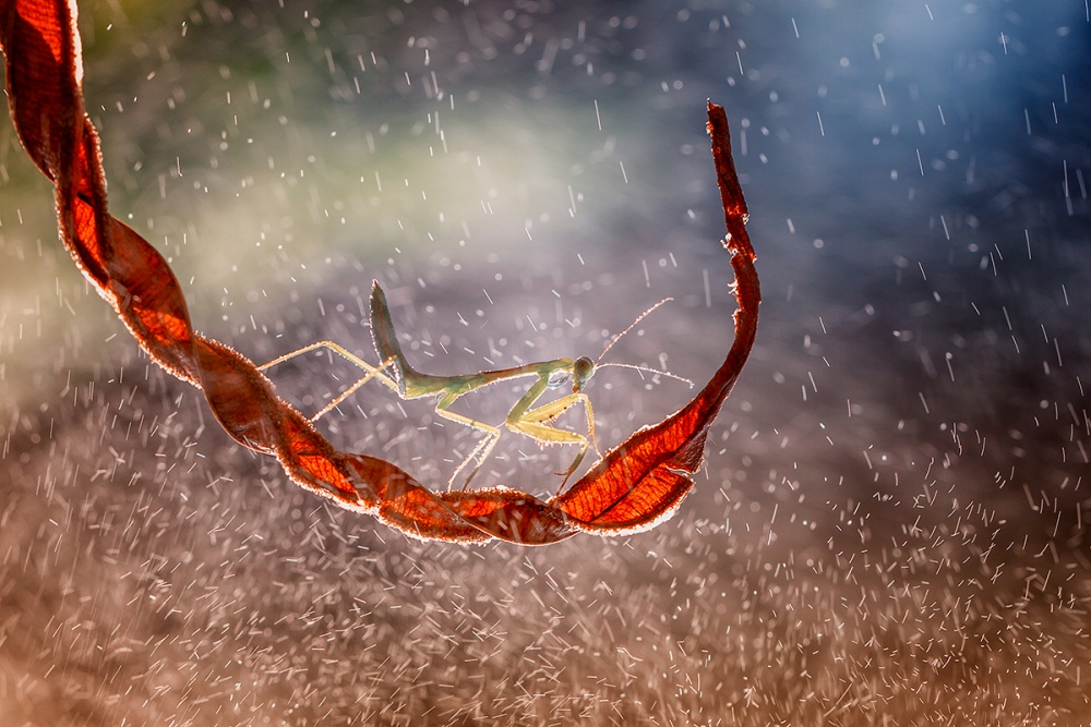 rain day von Hendy Mp