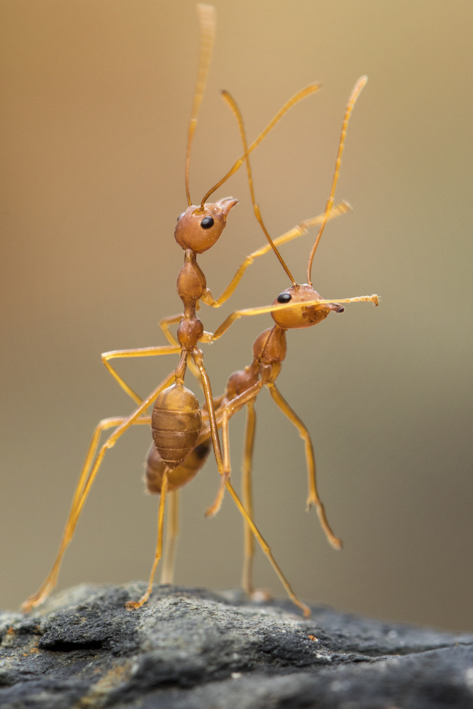 Dance Ants von Hendy Mp