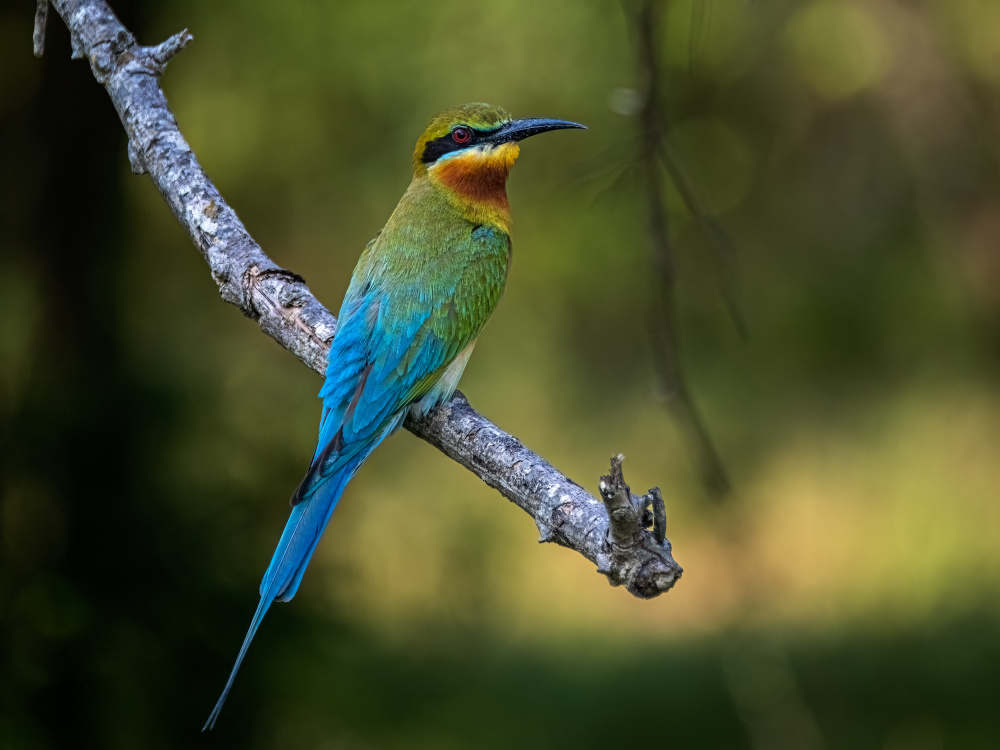 Blue-tailed Bee-eater von Henk Goossens