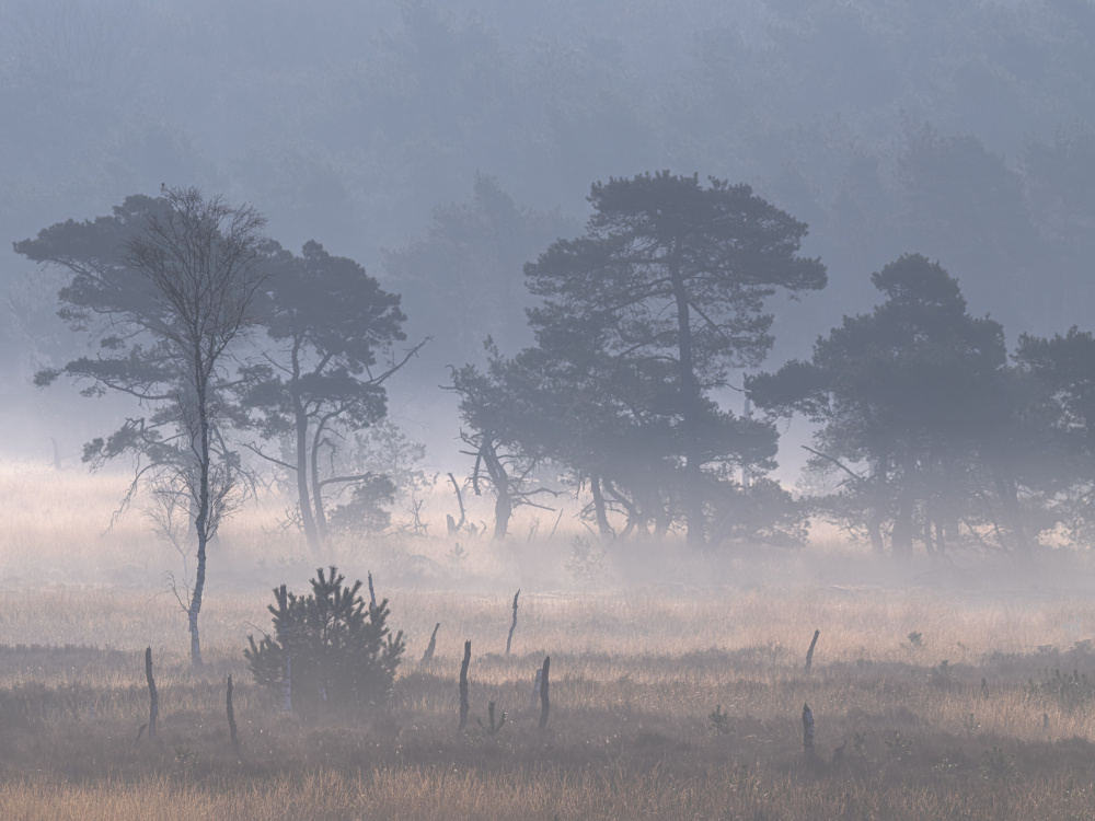 Kalmthoutse heide with ground fog von Henk Goossens