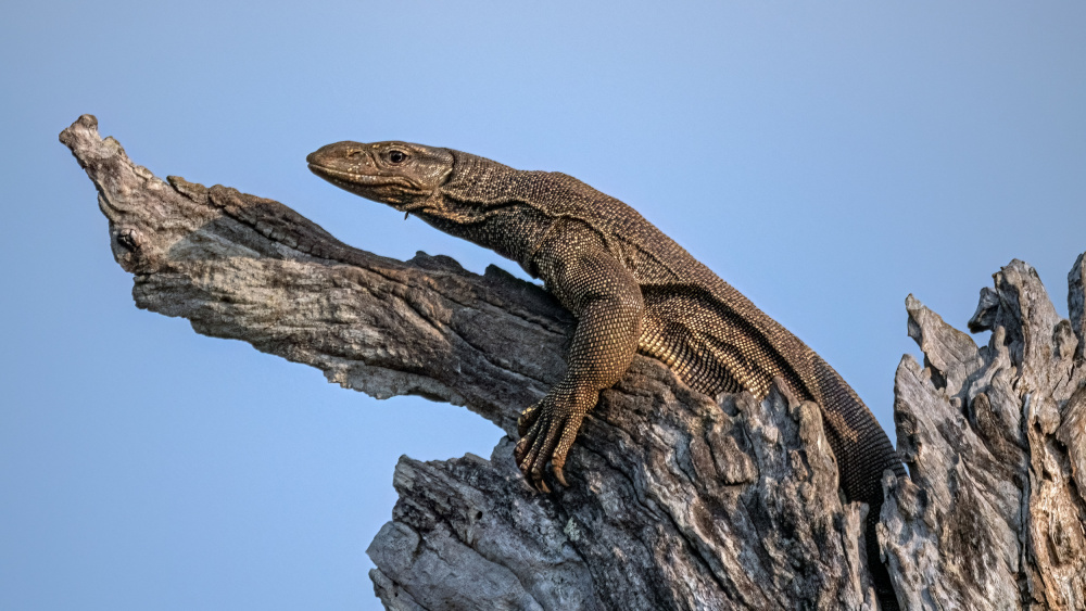 Land monitor lizard von Henk Goossens