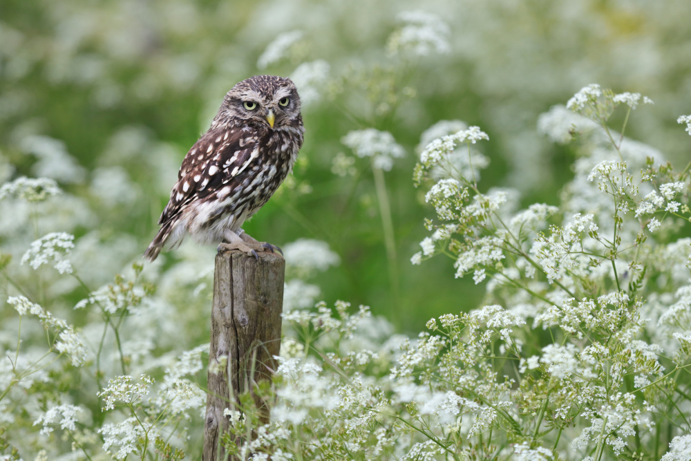 Pygmy owl von Henk Langerak