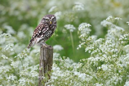 Pygmy owl