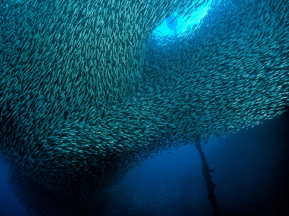 School of Sardines von Henry Jager