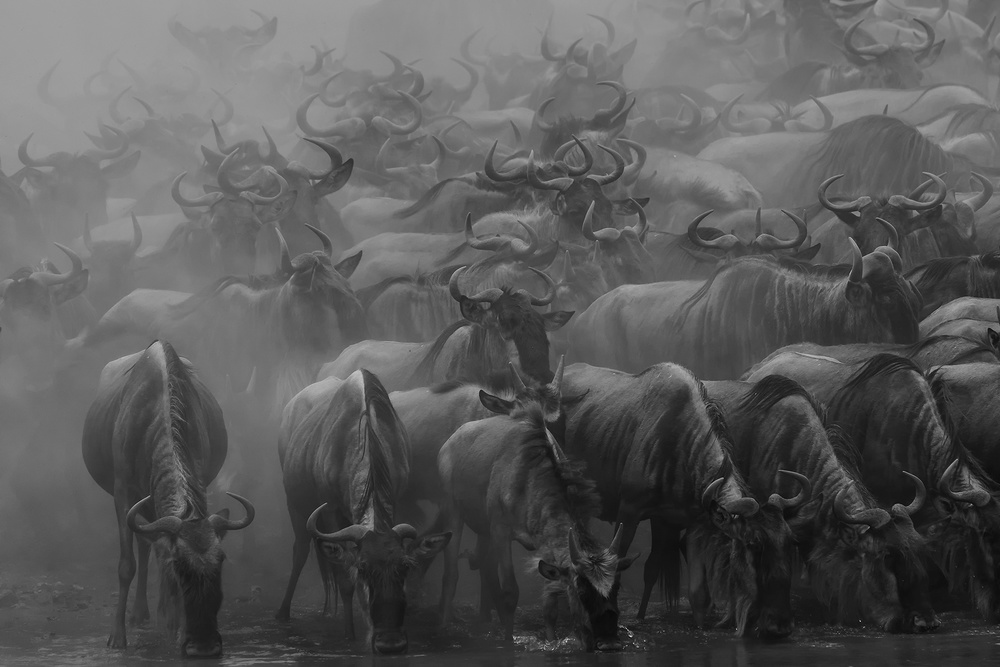 The Great Migration von Henry Zhao