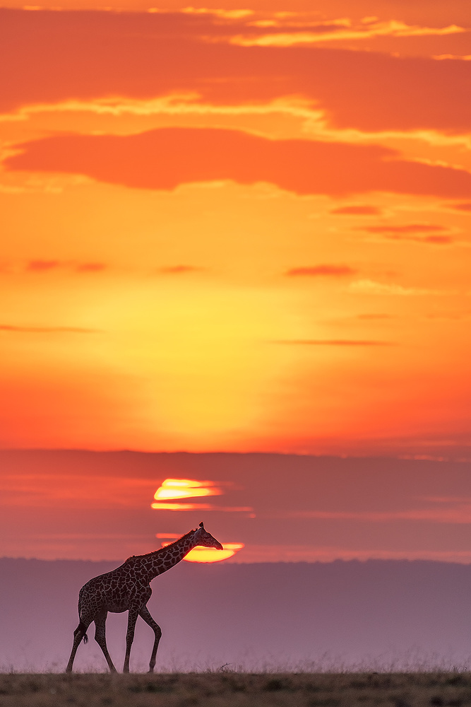 Giraffe under sunshine von Henry Zhao