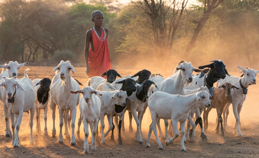 shepherd boy von Henry Zhao