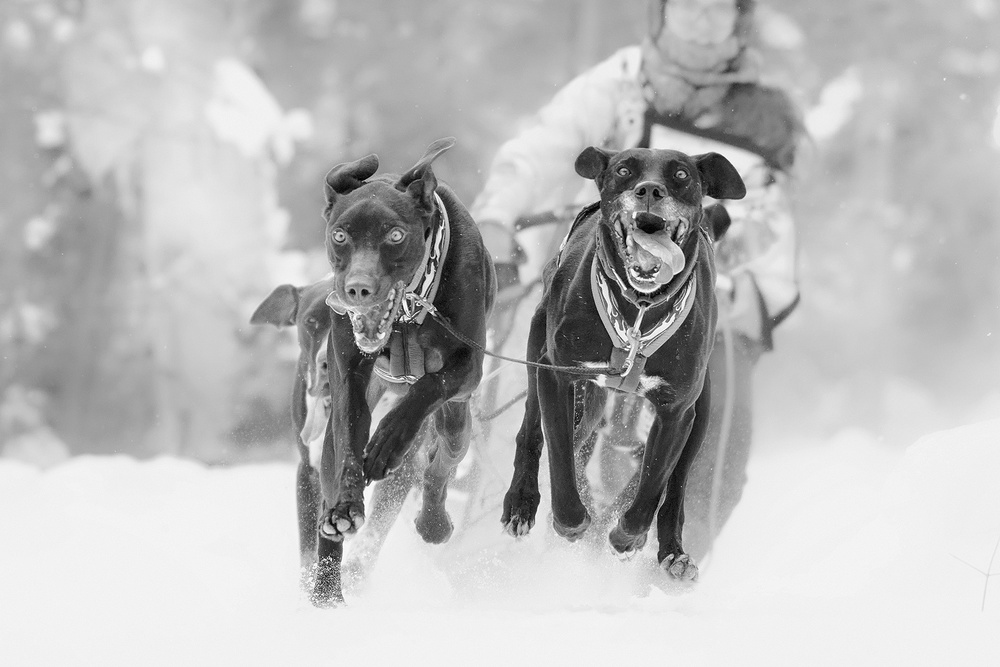 Dog Sleding von Henry Zhao