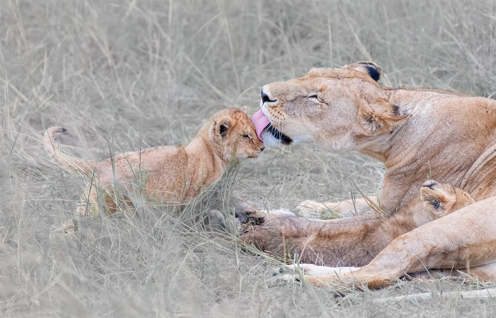 Moms love von Henry Zhao