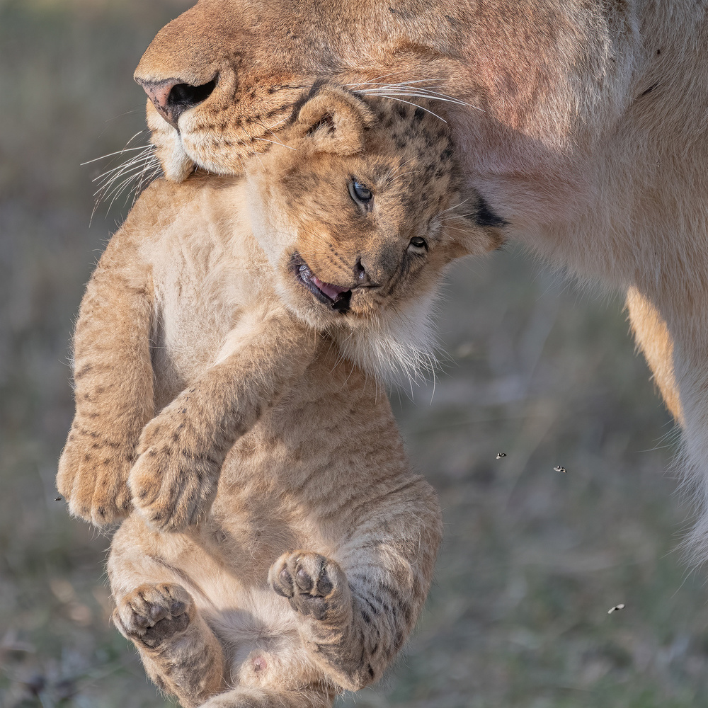 Curiosity von Henry Zhao