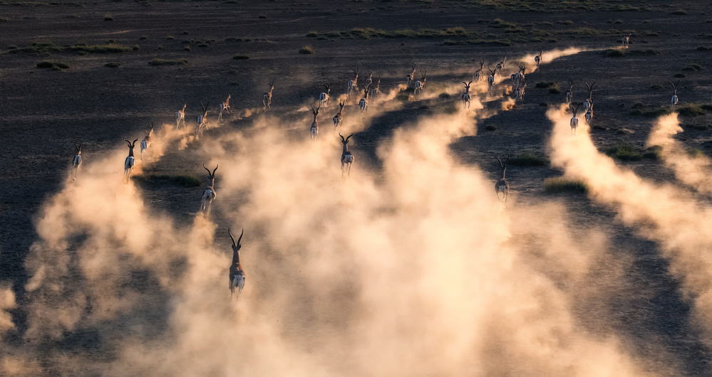 thomson gazelle in sunset von Henry Zhao