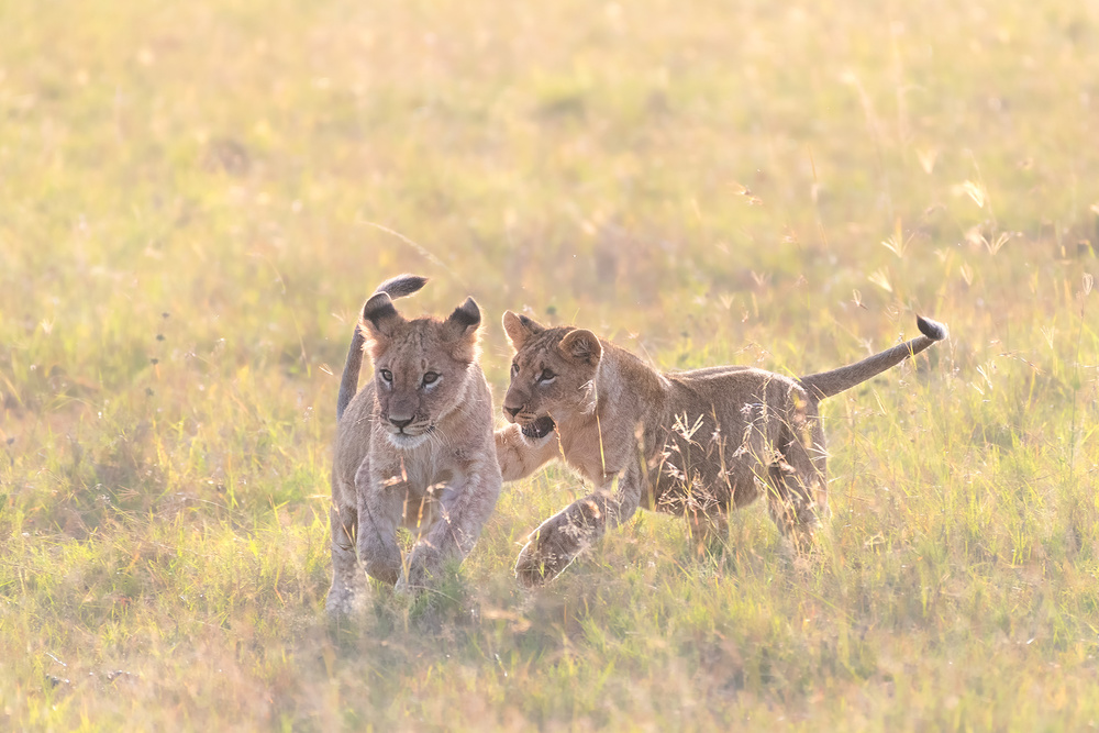 Playful cubs von Henry Zhao