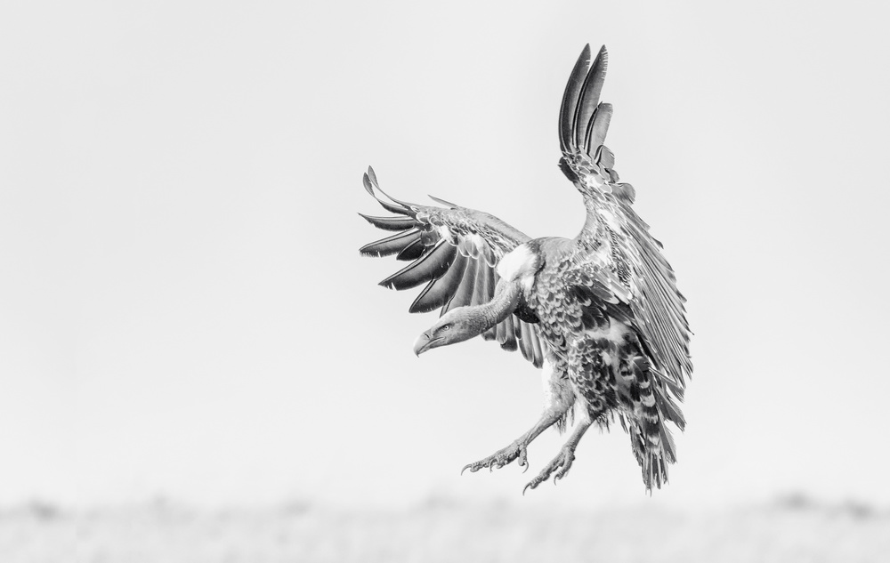 Bald Eagle von Henry Zhao