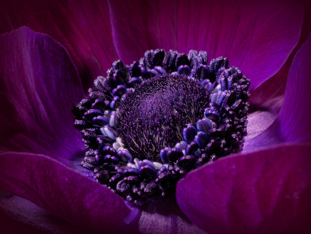 Purple Crown ... von Herbert Pregel