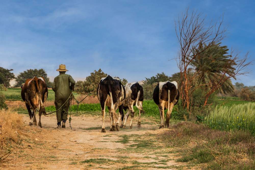 Farm von Hesham Ragab