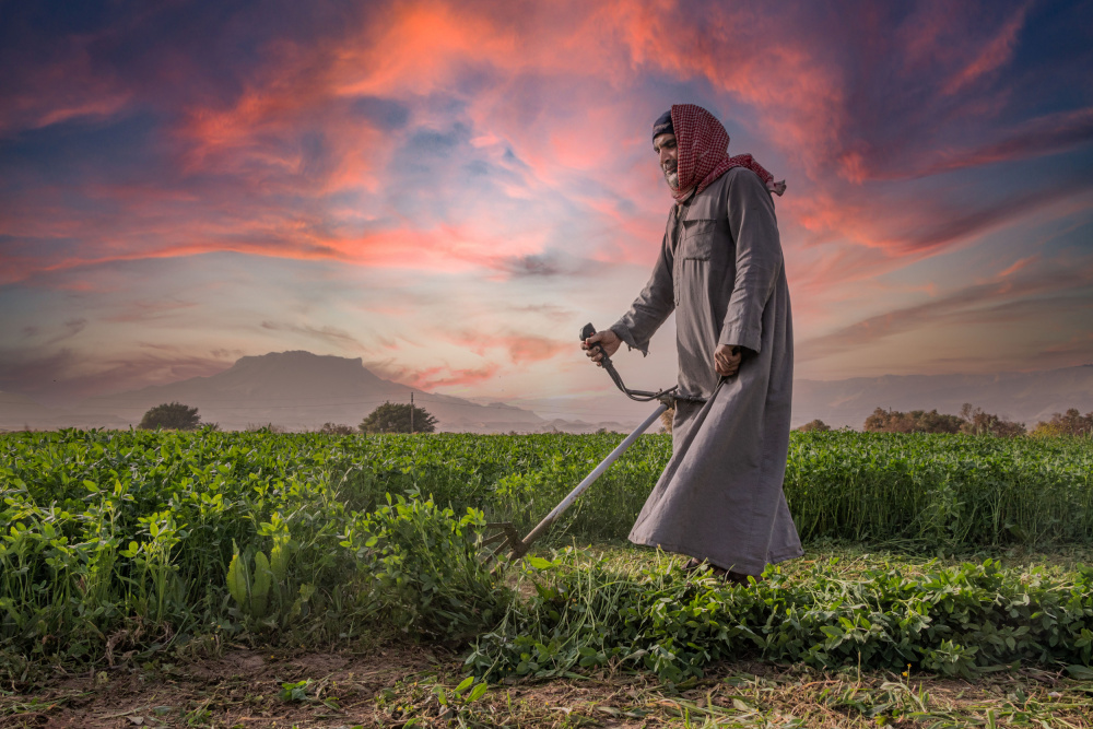 The Farmer von Hesham Ragab