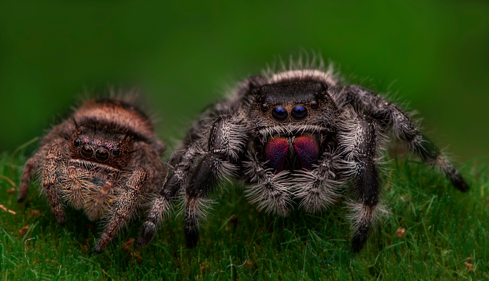 Spider friends von Heymans Tiffany