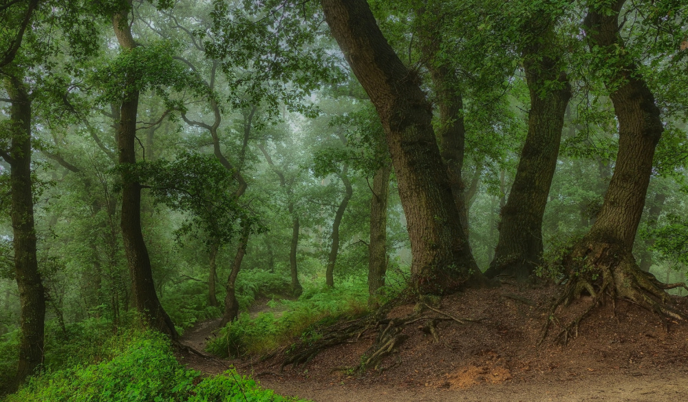 the path leading down the hill von Hilda van der Lee