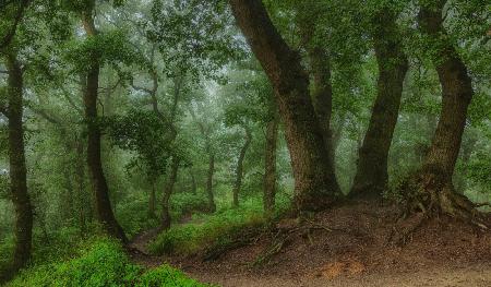 the path leading down the hill