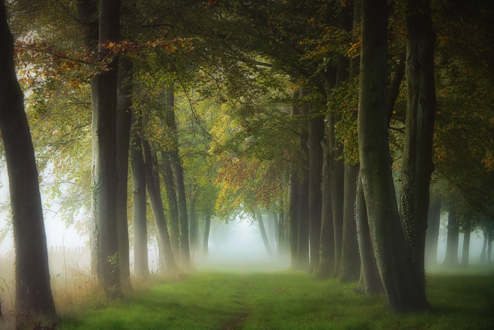 a foggy October morning von Hilda van der Lee