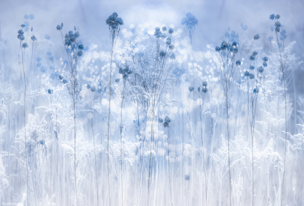 Icy blue von Hilda van der Lee