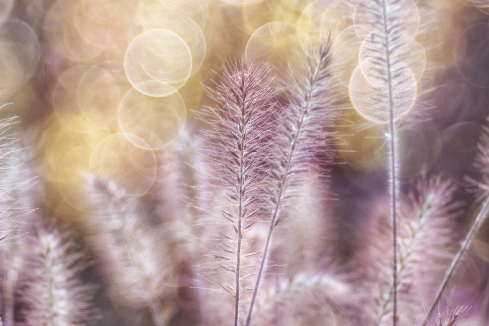 Feather lightness von Hilda van der Lee