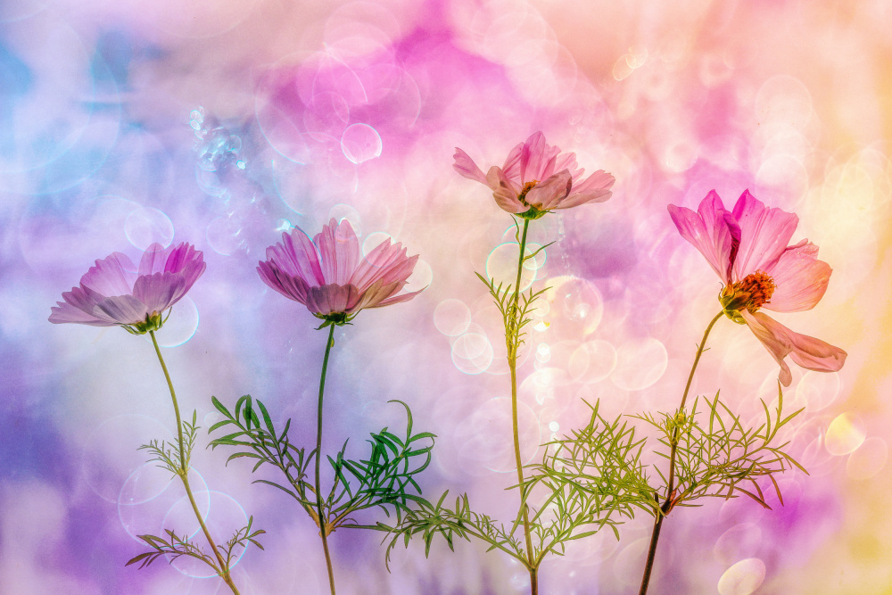 Cheerful Cosmea von Hilda van der Lee