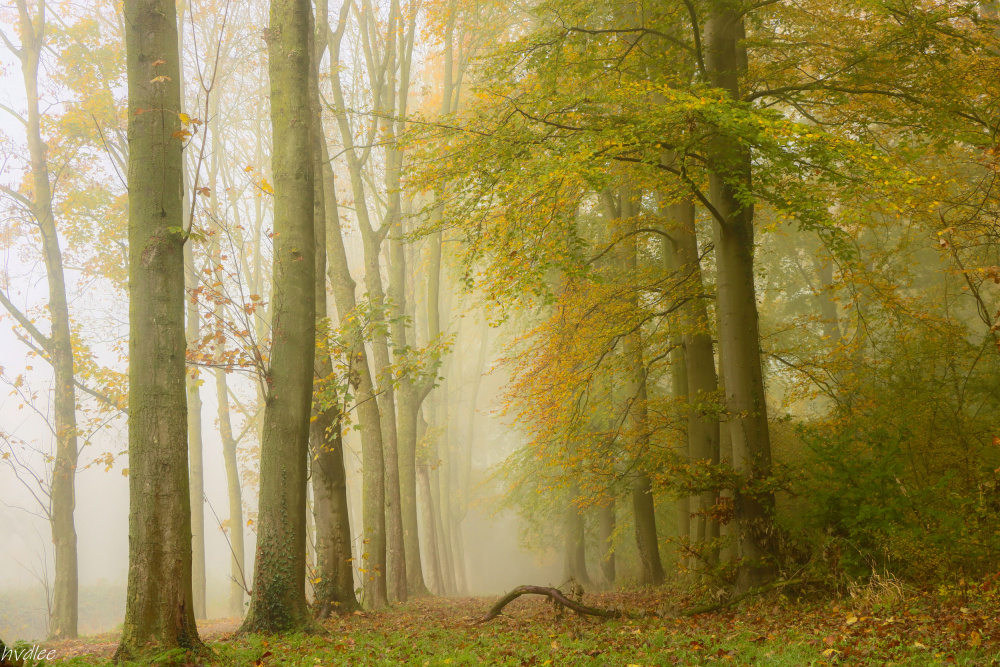 broken branch von Hilda van der Lee