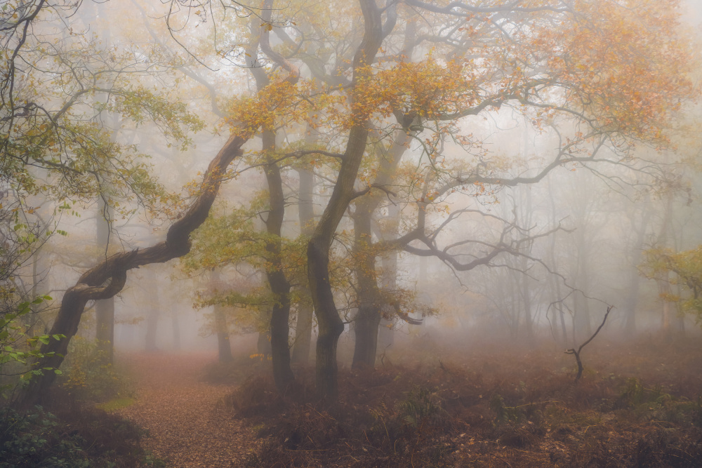 Autumn sphere von Hilda van der Lee