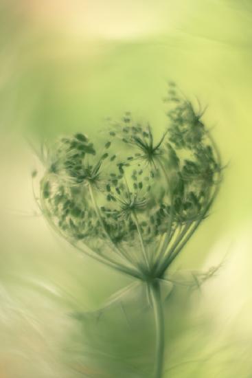 wild carrot