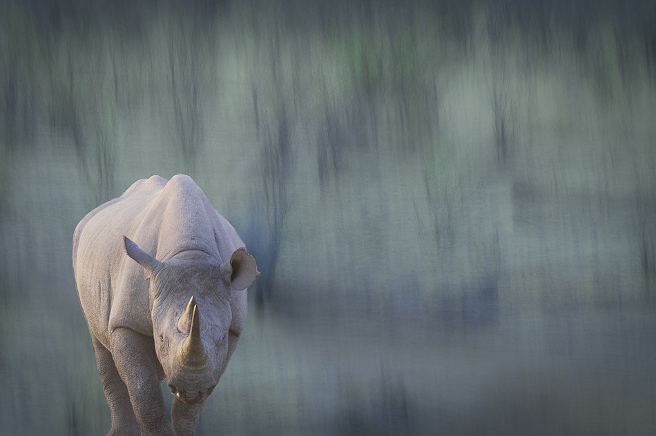 Black rhino von Hilde Ghesquiere