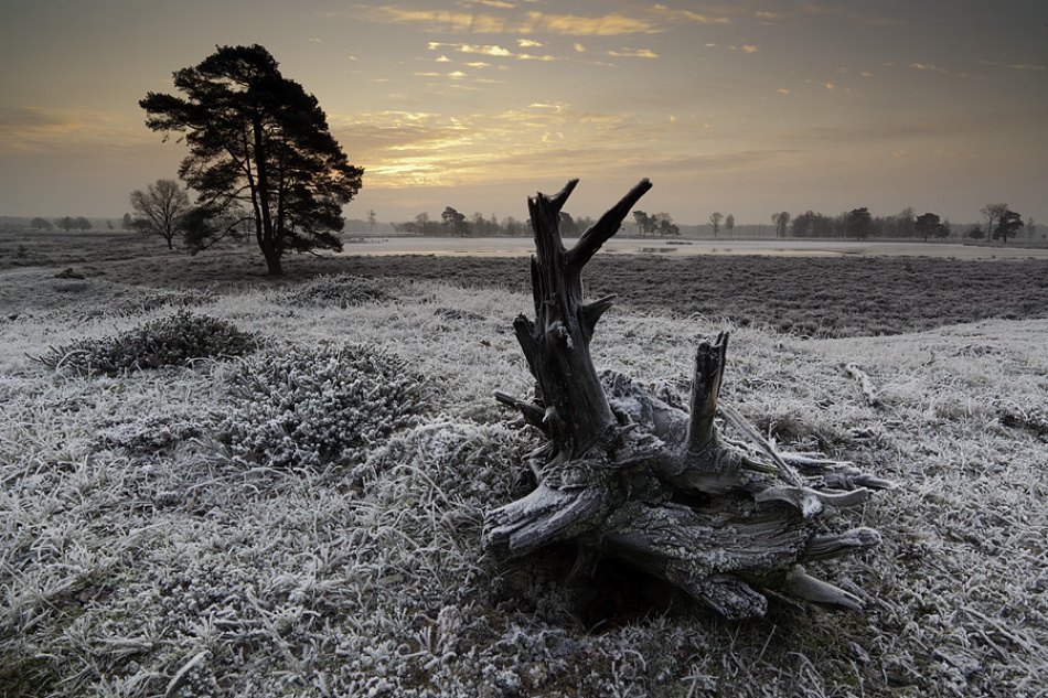 Early Frost von Hillebrand Breuker