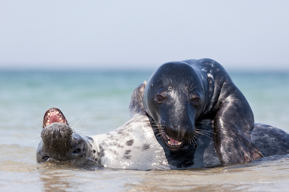 Mating seals von Hillebrand Breuker