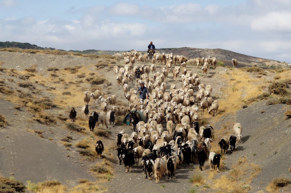 Herd-Golbasi-Ankara von Hilmi Ayhan