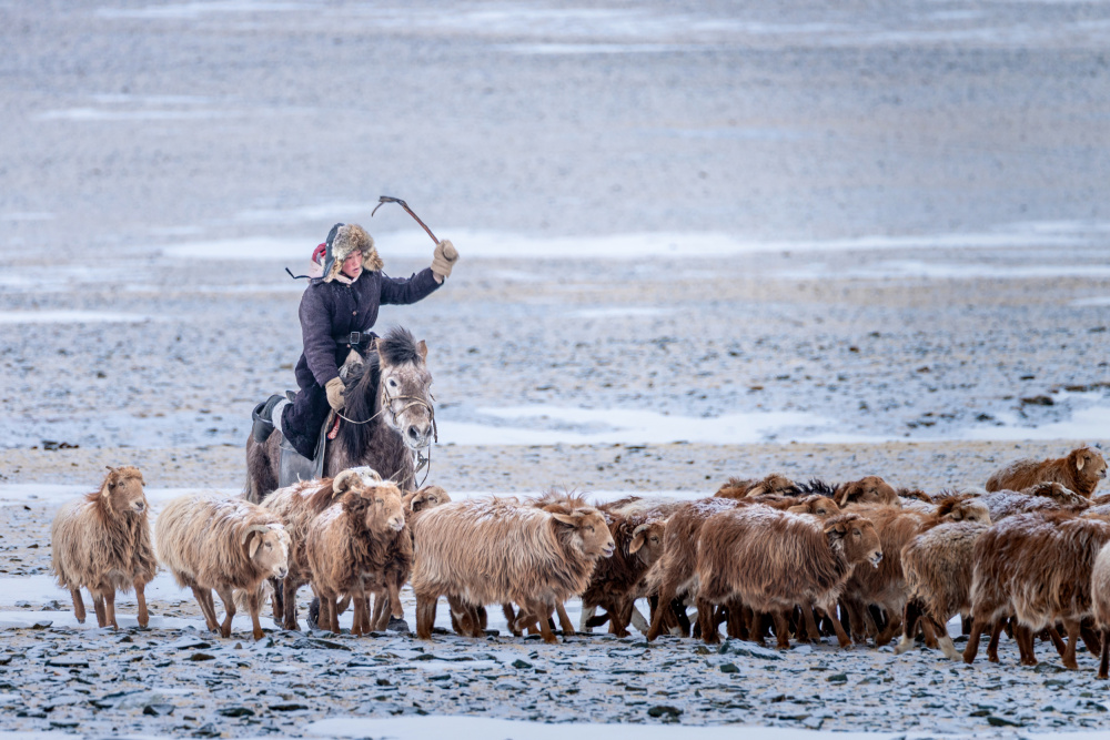 Eagle Hunter controlling his herd von HIRAK BHATTACHARJEE