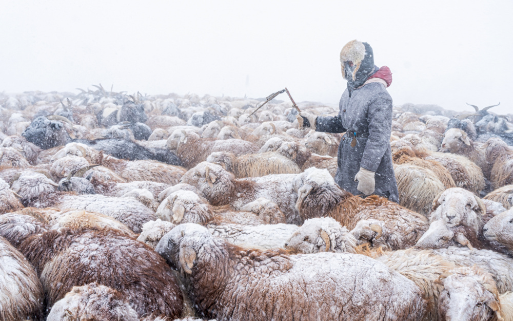 Migration during snow blizzards von HIRAK BHATTACHARJEE