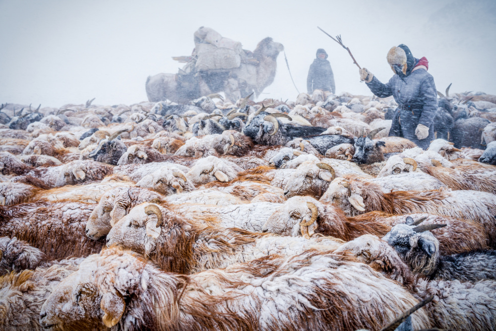 WInter migration and snow blizzards von HIRAK BHATTACHARJEE